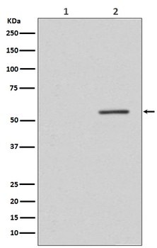 Phospho-PTEN (S380) Rabbit Monoclonal Antibody