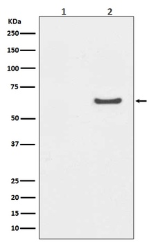 Phospho-AKT1 (S129) Rabbit Monoclonal Antibody