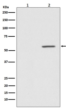 Phospho-AKT1 (S124) Rabbit Monoclonal Antibody