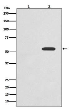 Phospho-c-Myc (T58) Rabbit Monoclonal Antibody