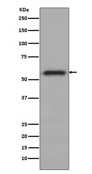Phospho-c-Myc (S62) Rabbit Monoclonal Antibody