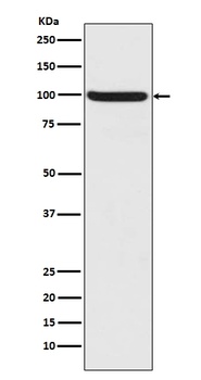Phospho-Nrf2 (S40) NFE2L2 Rabbit Monoclonal Antibody