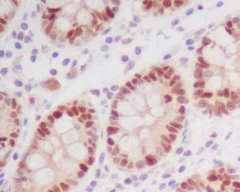 Anti-Phospho-Nrf2 (S40) NFE2L2 Rabbit Monoclonal Antibody
