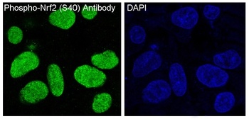 Phospho-Nrf2 (S40) NFE2L2 Rabbit Monoclonal Antibody