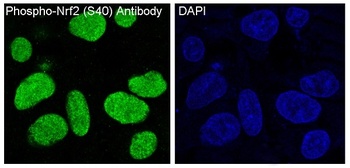 Anti-Phospho-Nrf2 (S40) NFE2L2 Rabbit Monoclonal Antibody
