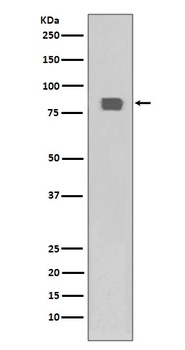 Phospho-HSF1 (S326) Rabbit Monoclonal Antibody