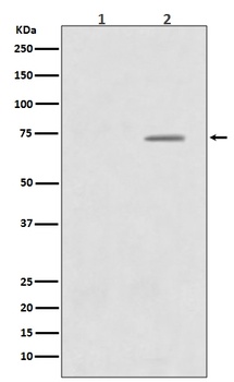 Phospho-Raf1 (S43) Rabbit Monoclonal Antibody