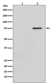 Phospho-Raf1 (S621) Rabbit Monoclonal Antibody