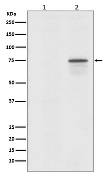 Phospho-Raf1 (S259) Rabbit Monoclonal Antibody