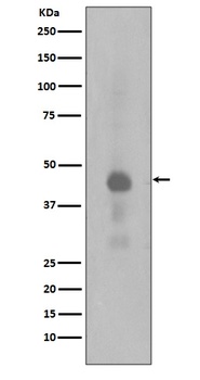 Anti-Phospho-Creb (S133) CREB1 Rabbit Monoclonal Antibody