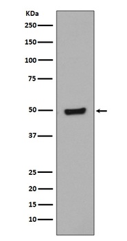 Phospho-GATA3 (S308) Rabbit Monoclonal Antibody