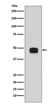 Anti-Phospho-GSK3 beta (Ser9) Rabbit Monoclonal Antibody