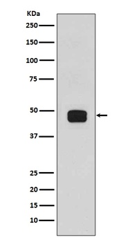 Phospho-GSK3 beta (Ser9) Rabbit Monoclonal Antibody