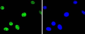 Phospho-ATF2 (T71) Rabbit Monoclonal Antibody