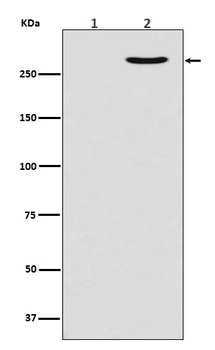 Phospho-POLR2A (S2) Rabbit Monoclonal Antibody