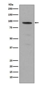Phospho-Stat5 (Y694) STAT5A Rabbit Monoclonal Antibody