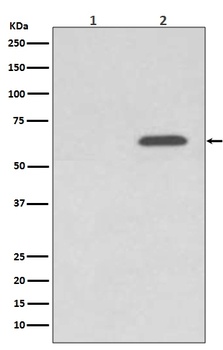 Phospho-AMPK alpha 2 (S345) PRKAA2 Rabbit Monoclonal Antibody