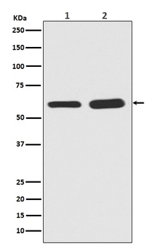 Phospho-Smad5 (S463/465) Rabbit Monoclonal Antibody