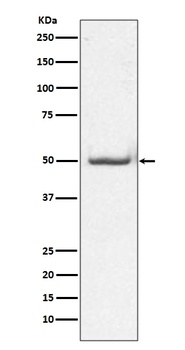 Phospho-c-Jun (T91) Rabbit Monoclonal Antibody