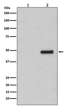 Phospho-CDC37 (S13) Rabbit Monoclonal Antibody