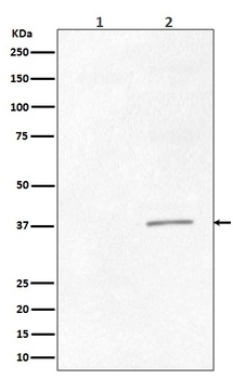 Phospho-CrkII (Tyr221) Rabbit Monoclonal Antibody