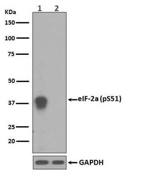 Phospho-EIF2S1 (S51) Rabbit Monoclonal Antibody