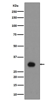 Phospho-Histone H1.4 (T17) HIST1H1E Rabbit Monoclonal Antibody