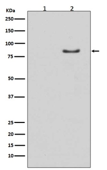 Phospho-HSL (S853) LIPE Rabbit Monoclonal Antibody