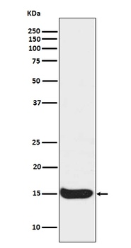 Histone H3 (acetyl K56) HIST1H3A Rabbit Monoclonal Antibody