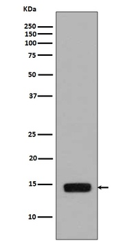 Phospho-Histone H2A (S129) HIST1H2AB Rabbit Monoclonal Antibody