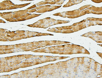 Anti-Cofilin 2/CFL2 Antibody (monoclonal, 8C13)