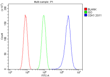 Anti-CDK1 Antibody (monoclonal, 2G11)