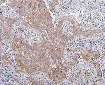 Anti-CDK1 Antibody (monoclonal, 2G11)