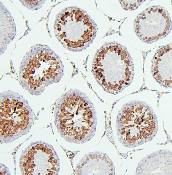 Anti-CDK1 Antibody (monoclonal, 2G11)