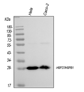 Hsp27/HSPB1 Antibody (monoclonal, 3H3)