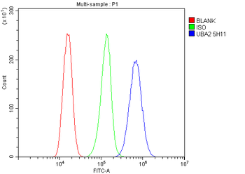SAE2/UBA2 Antibody (monoclonal, 5H11)