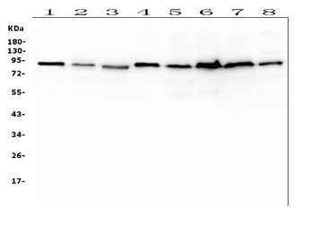Anti-SAE2/UBA2 Antibody (monoclonal, 5H11)