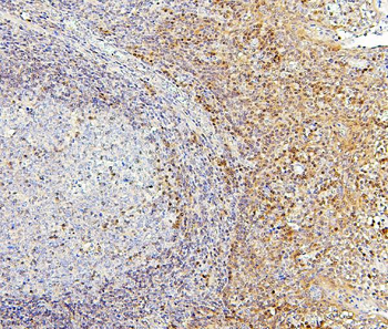 Anti-PPCS Antibody (monoclonal, 7G13)