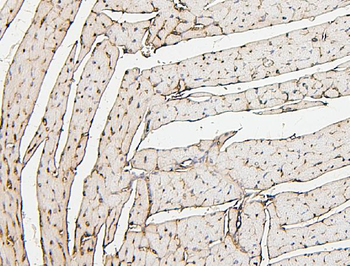 Anti-PPCS Antibody (monoclonal, 7G13)