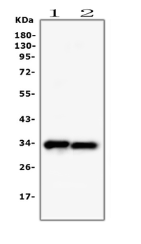 Anti-PPCS Antibody (monoclonal, 7G13)