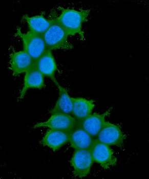 Anti-IRS1 Antibody (monoclonal, 10I3)