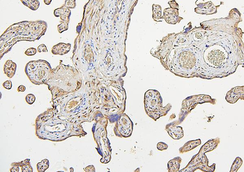 Anti-IRS1 Antibody (monoclonal, 10I3)
