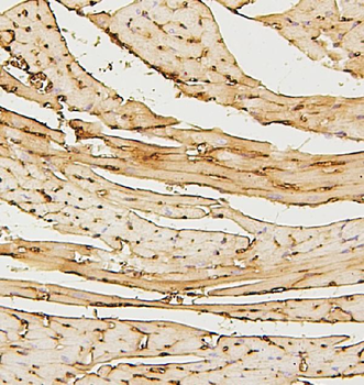 Anti-SDHB Antibody (monoclonal, 2I3)