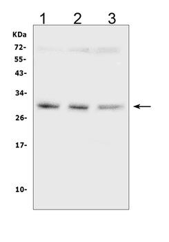 Anti-SDHB Antibody (monoclonal, 2I3)