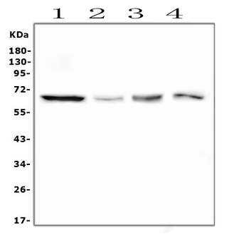 PLK1 Mouse Monoclonal Antibody