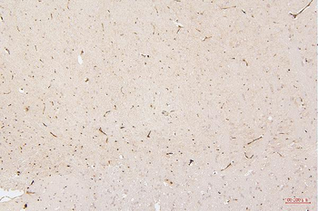 Anti-HMGB1 Antibody (monoclonal, 5H3)