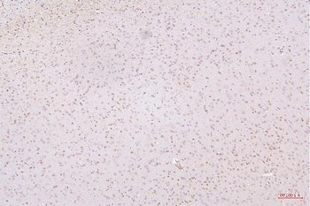 Anti-HMGB1 Antibody (monoclonal, 5H3)
