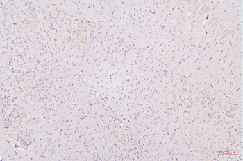 Anti-HMGB1 Antibody (monoclonal, 5H3)