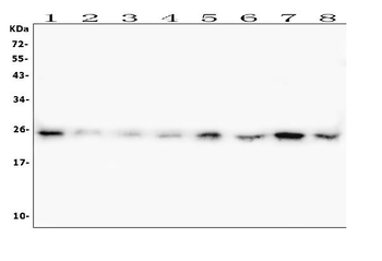 Anti-HMGB1 Antibody (monoclonal, 5H3)