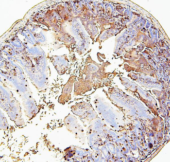 Anti-RAB27A Antibody (monoclonal, 2F5)